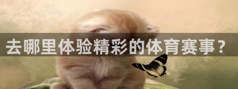 赏金国际top1：去哪里体验精彩的体育赛事？