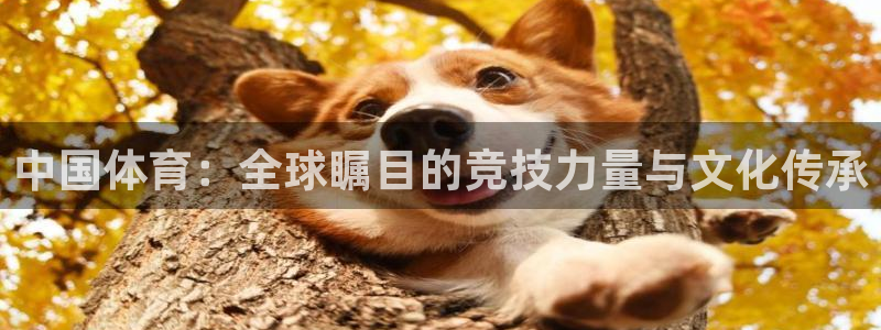 赏金国际链接网址：中国体育：全球瞩目的竞技力量与文化传承